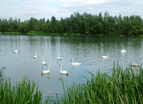 A view of Summer Leys with swans