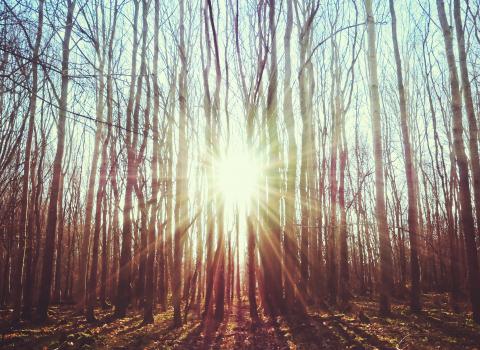Evening sun through the trees at Waresley & Gransden Woods