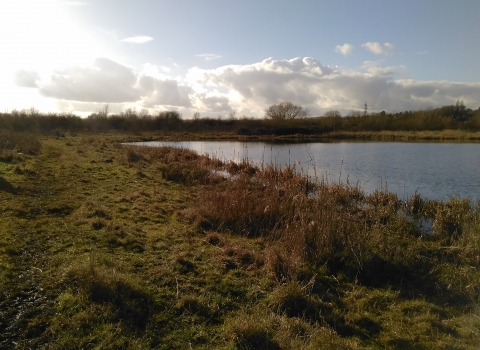 Nene Wetlands - Dragonfly Lake