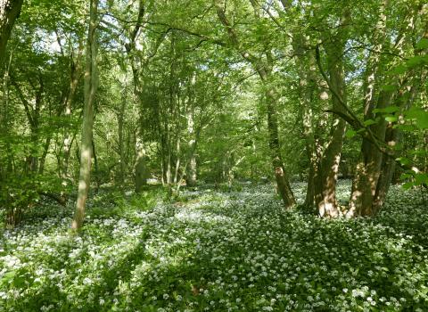 Wild garlic at Old Sulehay Forest