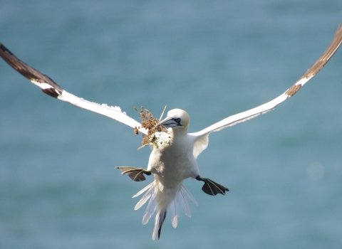 Gannet in flight head-on with nest material in its bill and its legs splayed