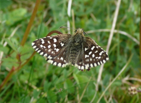 A grizzled skipper perched on grass