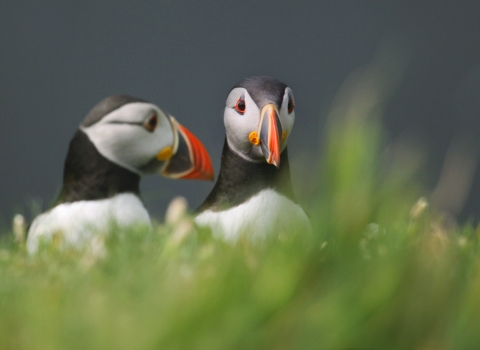 Two puffins in the grass