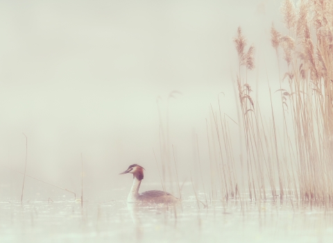 A great crested grebe swimming on a misty morning with reeds