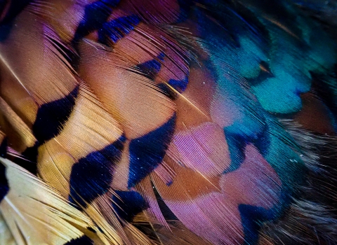 A close-up of the feathers on a ring-necked pheasant with shimmering blues and purples