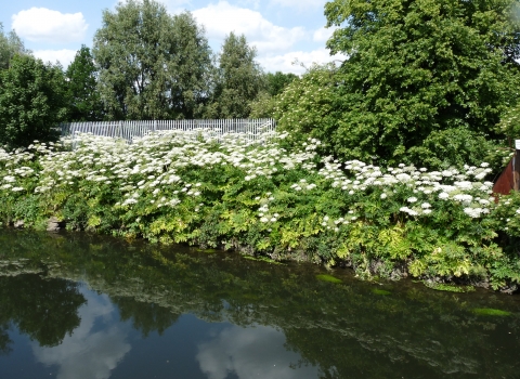 Giant Hogweed on the banks of a river