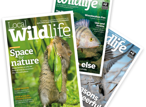 The three latest issues of Local Wildlife magazine