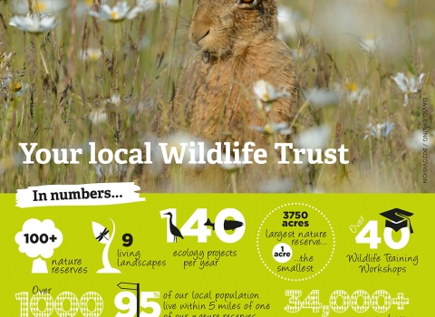 A poster with facts about the Wildlife Trust BCN
