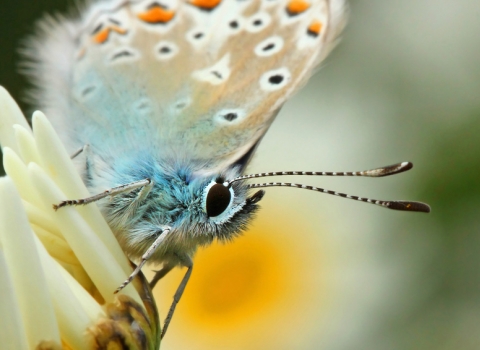 A close-up of a butterfly