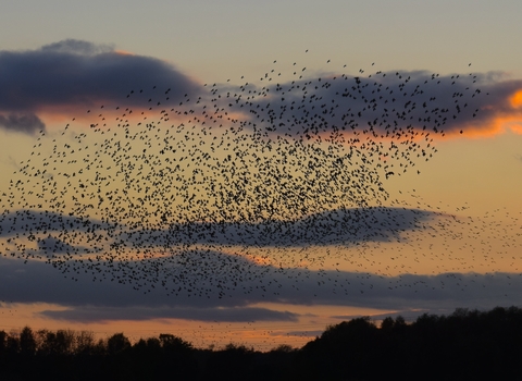 Starlings against a darkening sky