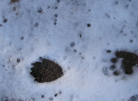 Mammal tracks