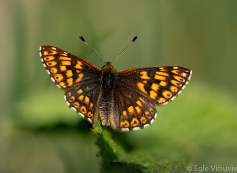 Hamearis lucina - Duke of Burgundy butterfly by Eglė Vičiuvienė
