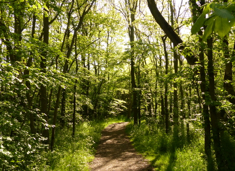 Monkfield Wood Cambourne by Robert Enderby