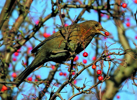 Female blackbird feeding on red berries