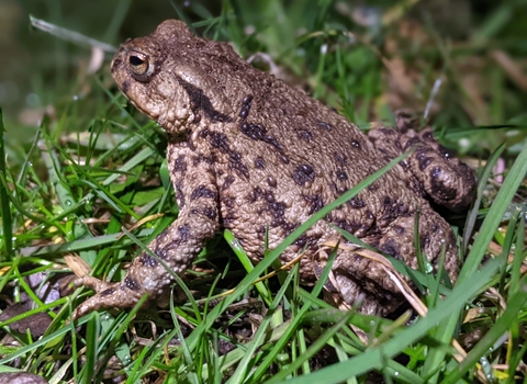 Female toad Rebecca Neal
