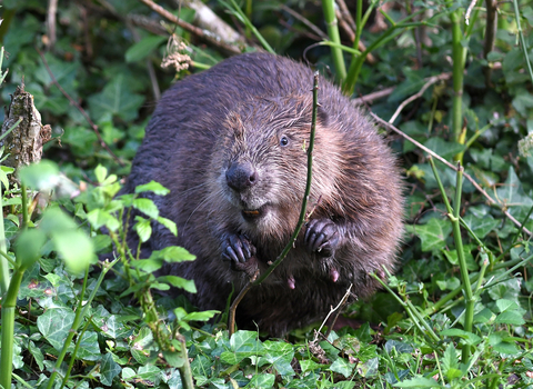 Beaver perched in greenery, holding a twig, slightly showing its bright orange teeth