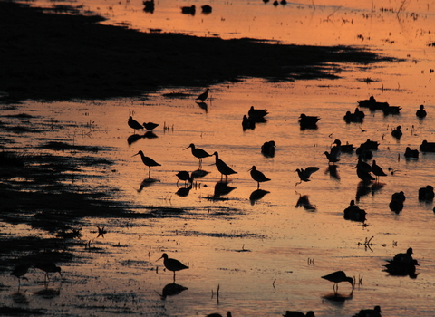 Waders, silhouetted against a peachy gold reflection of the water