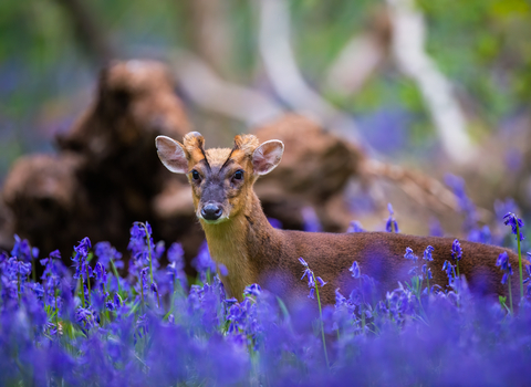 A muntjac deer, head and back visible above a field of bluebells, stares at the camera