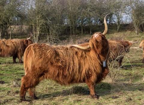 Highland cow scratching her back with her horns