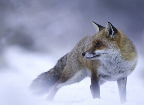 Red fox, vixen in the snow