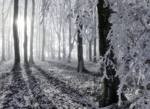 Beech woodland in winter mist with hoar frost