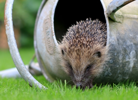 Hedgehog in watering can