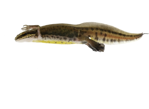 Male palmate newt swimming underwater 