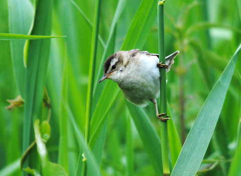 Sedge warbler perched on grass