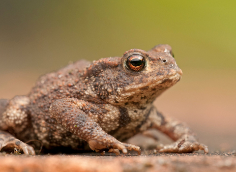 Common toad by Dawn Monrose