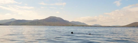 A solitary basking shark swimming with Malin Head in the background 