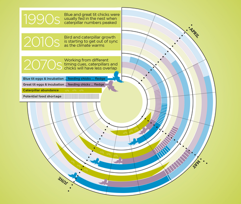 Infographic showing overlap of caterpillars and blue tit and great tit chicks over the decades