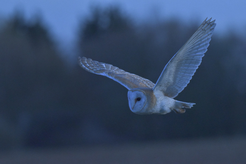 A barn owl in flight at dusk with its wings spread wide