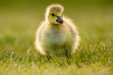 A fluffy yellow gosling with its grey beak slightly open waddles on short grass towards the camera, backlit by the sun