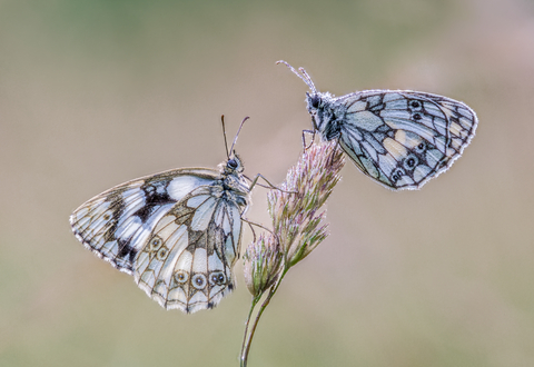 A pair of delicately patterned white and black butterflies perch on a flowering head of grass, facing each other, their wings closed and in profile.