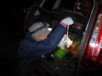 Bat surveying - weighing a bat