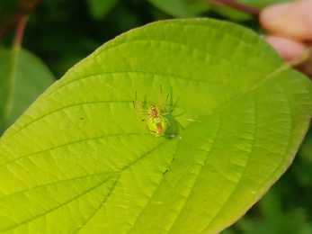 A cucumber spider on the underside of a leaf