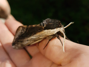 A privet hawkmoth on Russell's hand