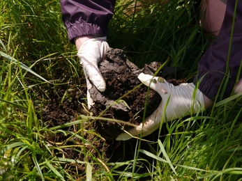 Gloved hands sifting through a cow pat