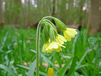 Oxlip in Gransden Wood