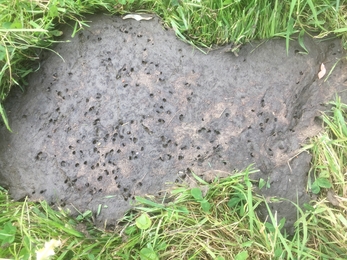 A cow pat with lots of holes on its surface
