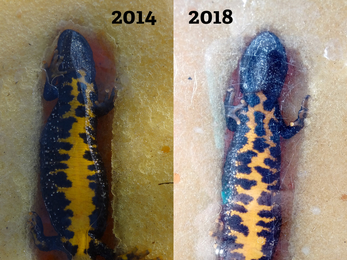Jenny the great crested newt's belly photographed in 2014 and 2018 for comparison.