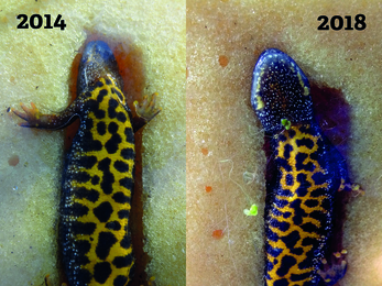 Linda the great crested newt's belly photographed in 2014 and 2018 for comparison.