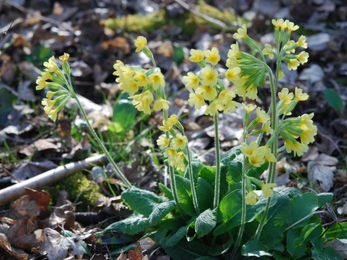 Oxlips in flower through leaf litter