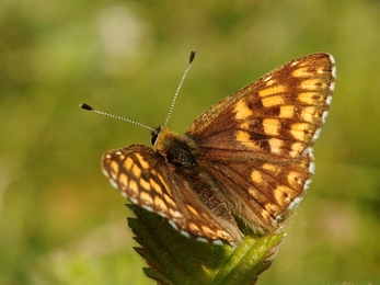 Duke of Burgundy in the sun with its wings outspread