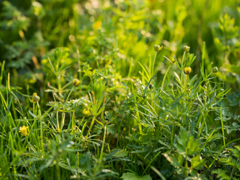 Pertenhall Goldilocks Buttercup in flower