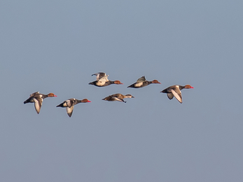 Red-crested pochards in flight against a wintry blue sky