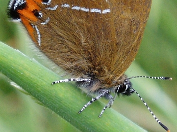Black hairstreak butterfly