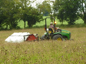 Seed Harvesting at Boddingon Meadow.