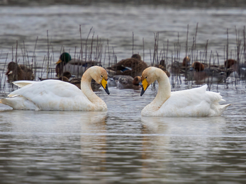 A pair of whooper swans face to face on the water at Pitsford