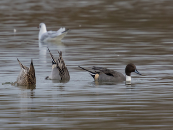 Three pintails - two with their heads under water